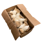 King oyster mushrooms