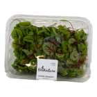Blood sorrel shoots