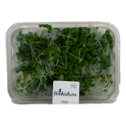 Tatsoi shoots