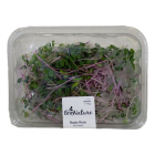 Pink radish shoots
