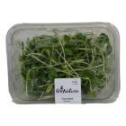 Sunflower shoots