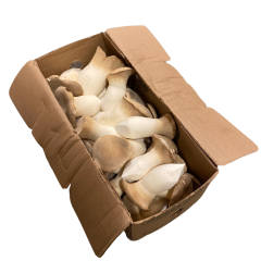 King oyster mushrooms