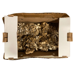 Maitake mushrooms