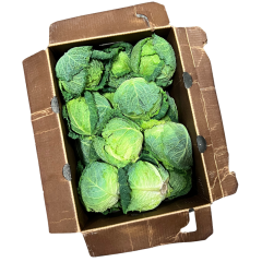 Savoy cabbages
