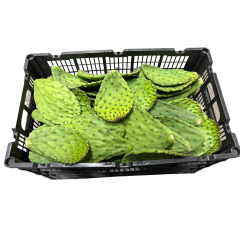 Cactus leaves