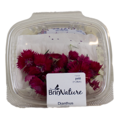 Poet's carnation (Dianthus barbatus) flowers