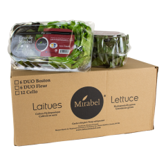 Duo oak leaf lettuces