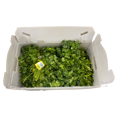 Organic cilantro