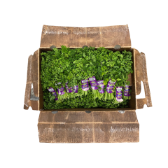 Organic curly parsley