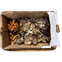 Special mix mushrooms