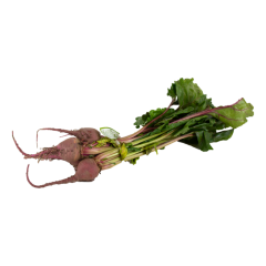 Bébé bettes chioggia avec feuilles (env. 60 un)